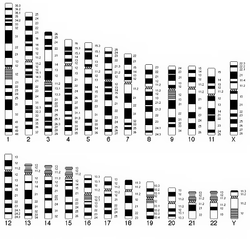 Schematic of chromosome structure using the G-staining method in compliance with the international classification