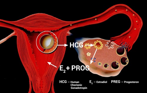 Embryo-mütterlicher Dialog im ersten Trimester einer natürlich gezeugten Schwangerschaft