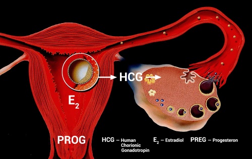 Different embryo-maternal dialog in the first trimester of egg donation pregnancy